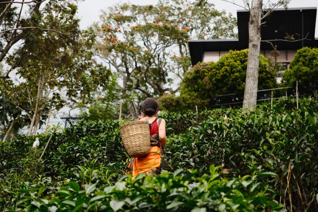 Sri Lanka 10 Giorni: il miglior itinerario fai da te (con mappa e costi)