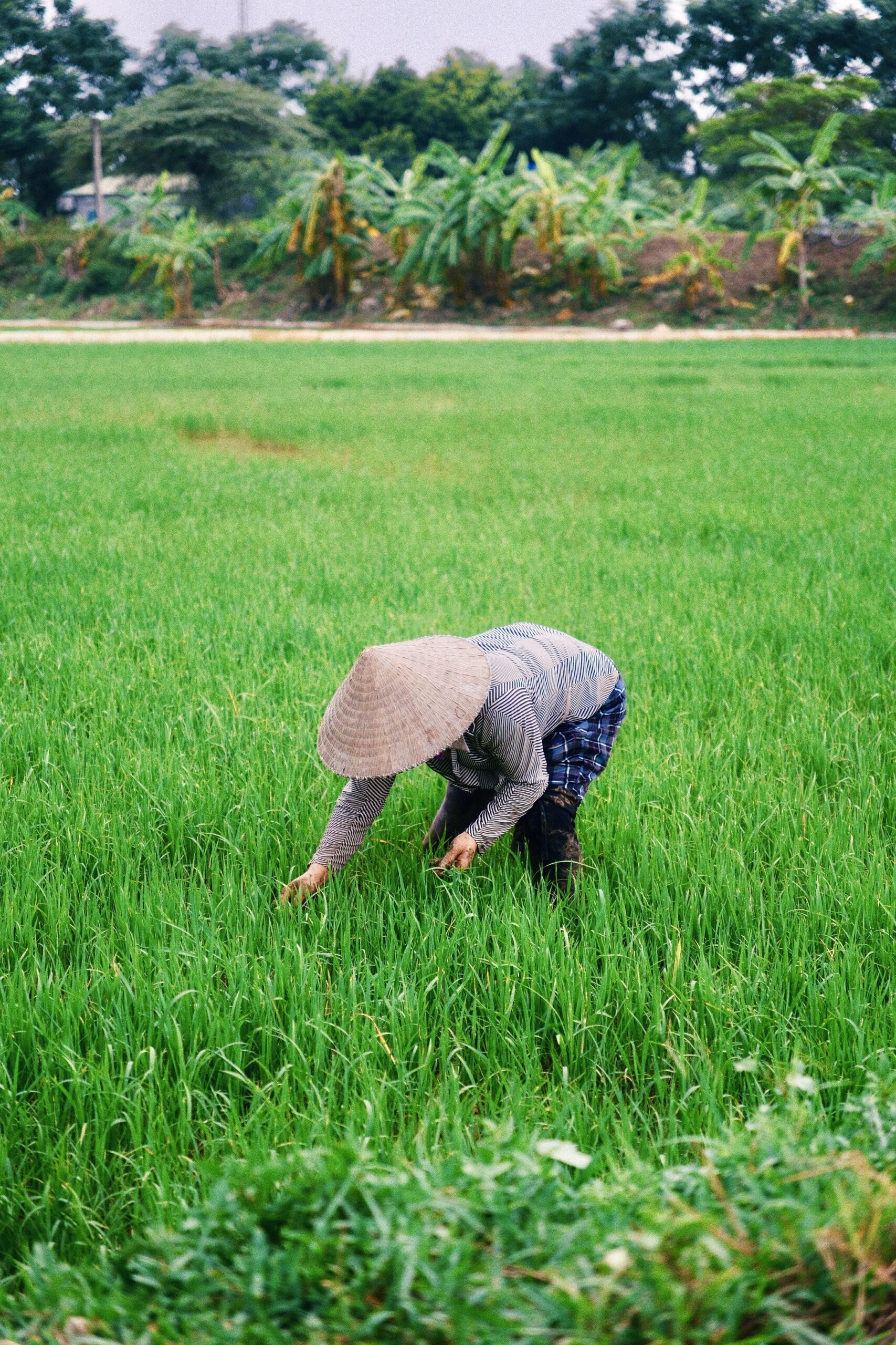 Ninh binh risaie quando andare in vietnam