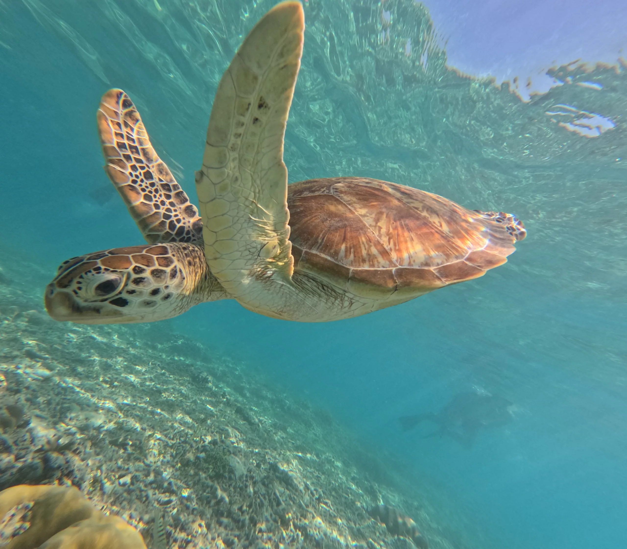 Guida Gili Trawangan – Un tuffo nelle acque cristalline