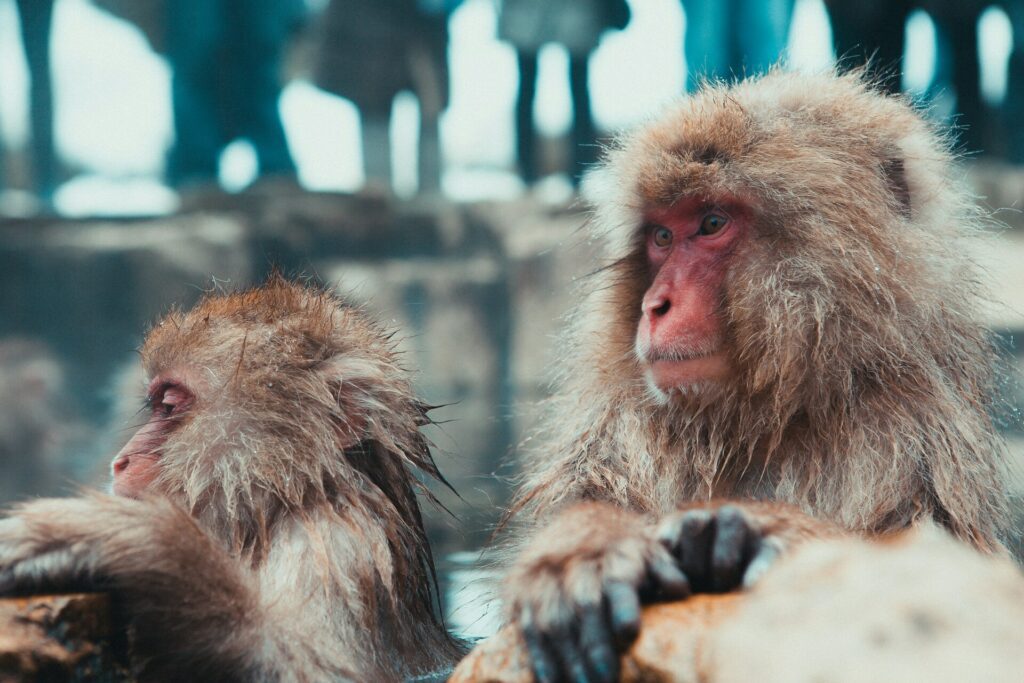 macachi onsen