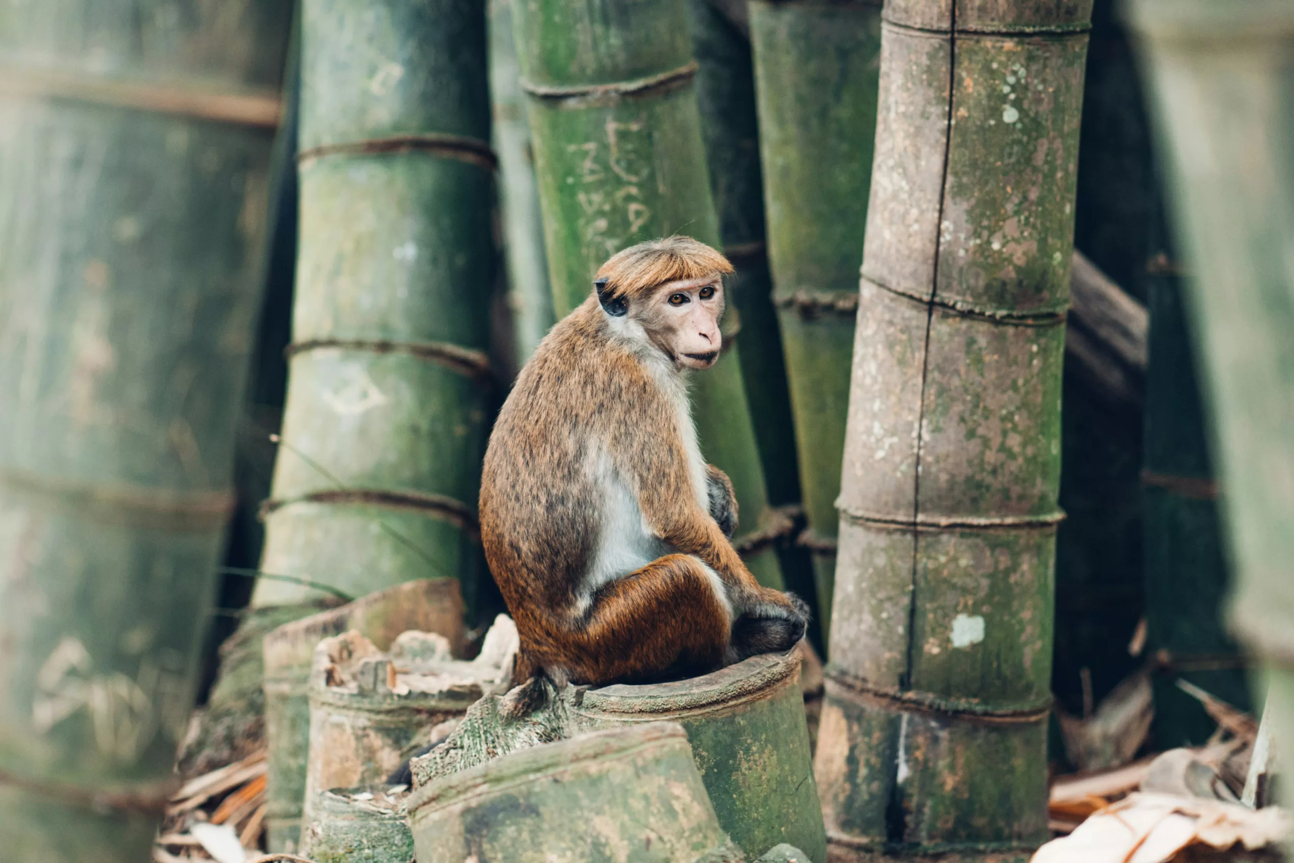 cosa vedere in Sri Lanka scimmie