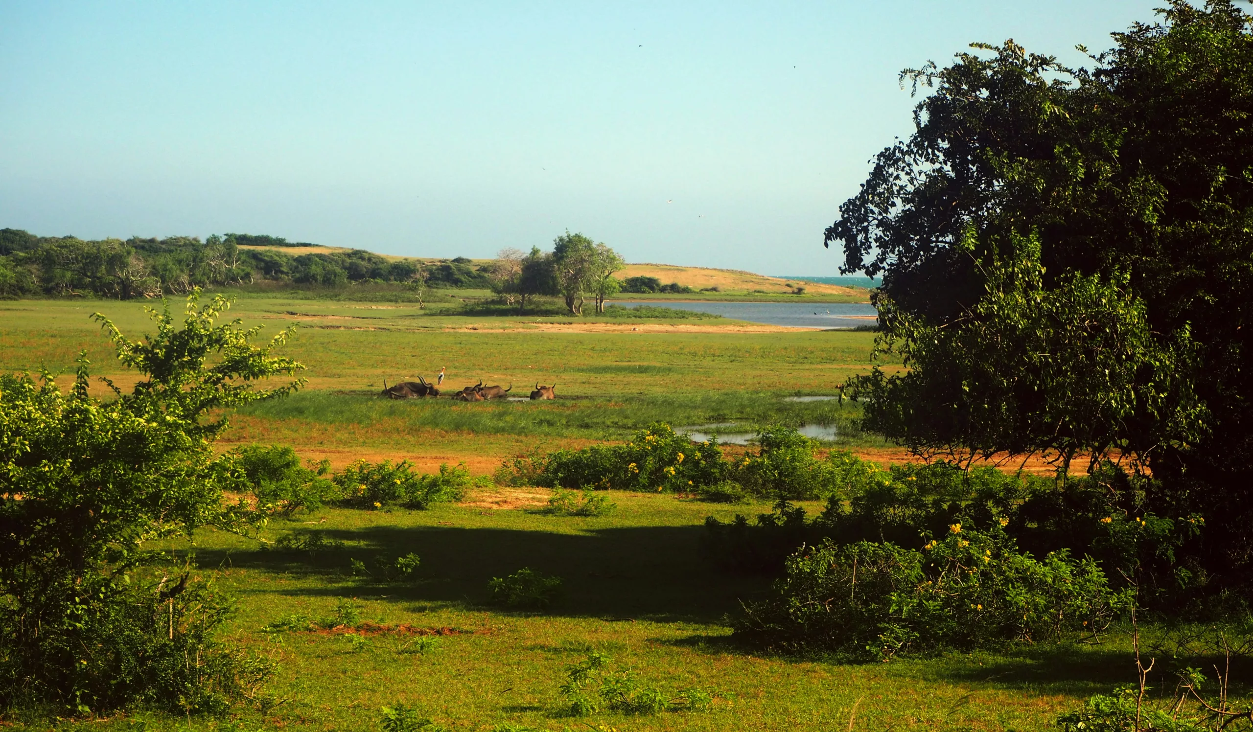 yala-sri-lanka cosa vedere in sri lanka